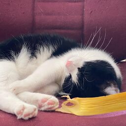 Image of an European Shorthair, coloured black&white